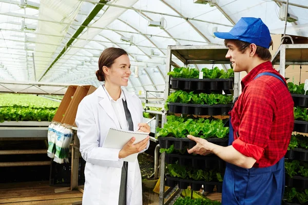 Two Agricultural Specialists Uniform Discussing New Sort Lettuce Hothouse — Stock Photo, Image