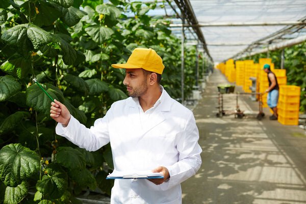 Handsome bearded farmer wearing white coat examining cucumber plants and taking necessary notes, his colleague reaping rich harvest, interior of spacious greenhouse on background