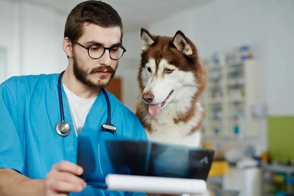 Confident Veterinarian His Patient Looking Ray Result — Stock Photo, Image