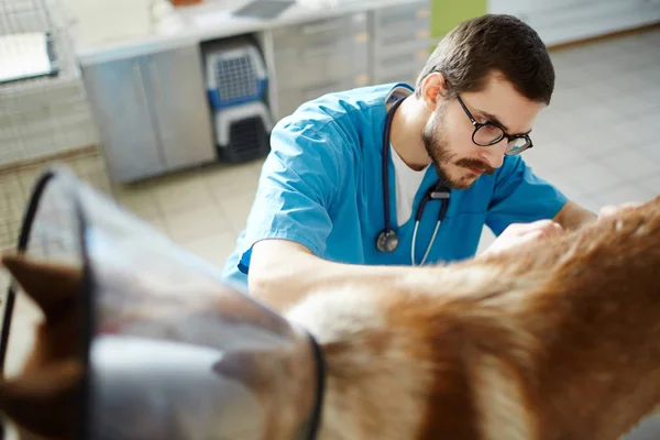 Серьезный Ветеринар Осматривает Одного Своих Пациентов Клинике — стоковое фото