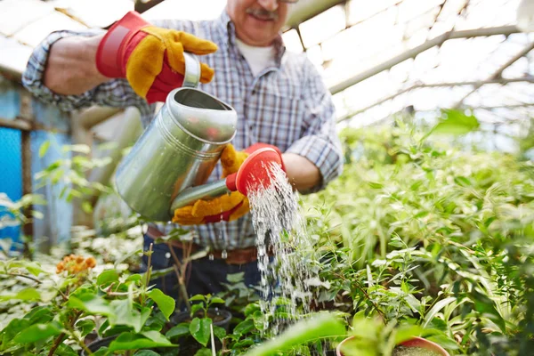 温室の木々 と潅木の世話年配の男性のポートレート クローズ アップ 水生植物の金属を使用することができます — ストック写真