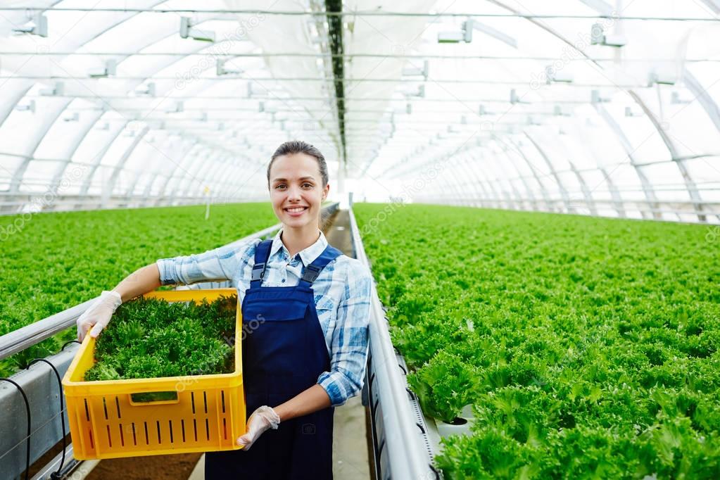 Successful young agro-engineer woth box of fresh lettuce preparing it for market sale