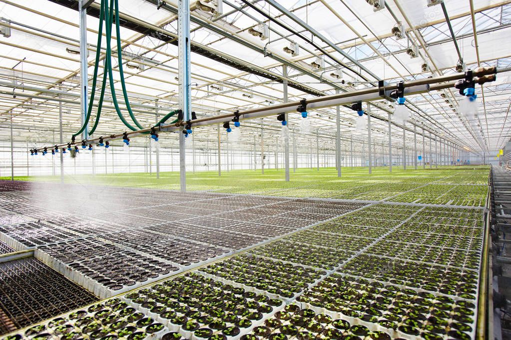 Modern system of irrigation in large hothouse at agricultural farm