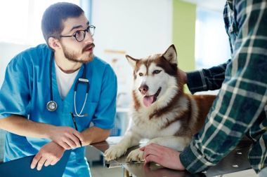 Veteriner kliniğinde husky köpek uzman danışmanlık sahibi