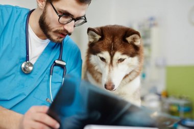 X-ışını sonuçlar için köpek Veteriner Hekim