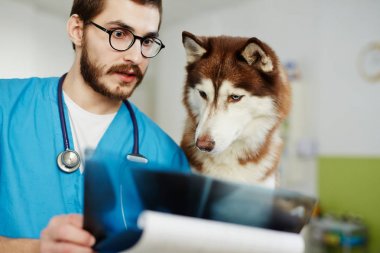 X-ray görüntü doktor elinde bakarak husky köpek