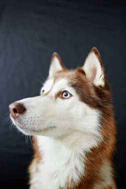 dinlerken çok güzel husky köpek