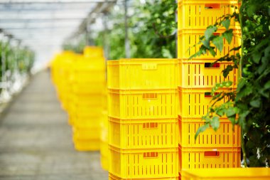 Olgun sulu meyve ve sebzeler, arka plan üzerinde geniş sera iç doldurulmasını bekleyen plastik turuncu Kasalar yığını