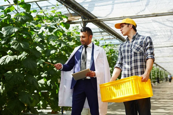 Young Worker Plastic Crate Hands Conducting Excursion Modern Greenhouse Potential — Stock Photo, Image