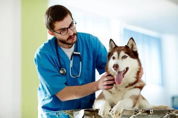 Malade Husky Couché Sur Table Dans Les Cliniques Vétérinaires — Photo