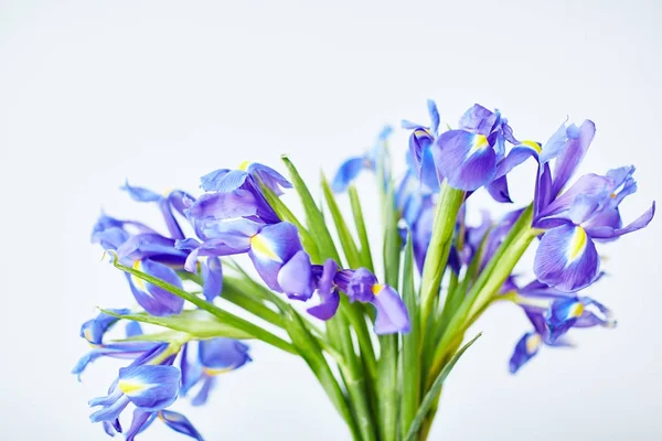 Bouquet Fraîchement Coupé Beaux Iris Sur Fond Blanc — Photo