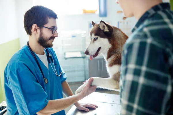 Husky Cão Dando Pata Seu Médico Clínica Veterinária — Fotografia de Stock