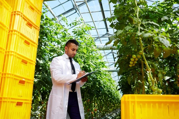Agro Engenheiro Whitecoat Fazendo Pesquisa Hothouse Entre Vegetação Tomate — Fotografia de Stock