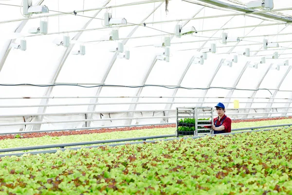 Jonge Boer Vooruitbrengt Gangpad Tussen Sla Plantages Binnen Hothouse — Stockfoto