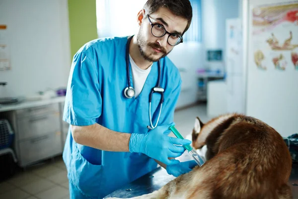 Médico Veterinário Injectar Doente — Fotografia de Stock