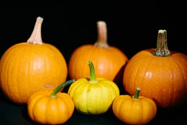 Gruppe Reifer Kürbisse Für Halloween Vorbereitet — Stockfoto