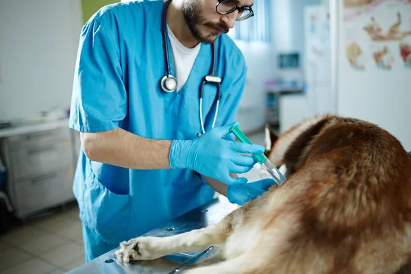 Veterinární Lékař Podávat Injekce Nemocný Husky Psa — Stock fotografie