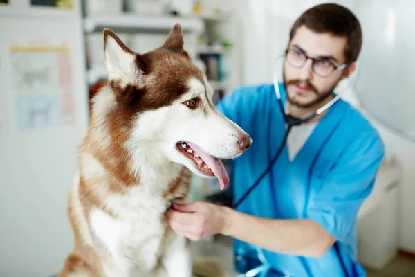 獣医治療を診療所に ハスキー犬 — ストック写真