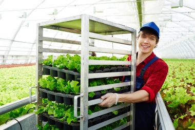 Mutlu adam tarlaları marul ile birlikte yeşil fidan ile Tekdüzen hareketli