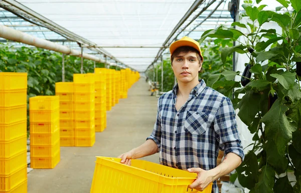 Waist-up portrait of handsome young farmer in checked shirt posing for photography with plastic crate in hands, interior of modern spacious greenhouse on background