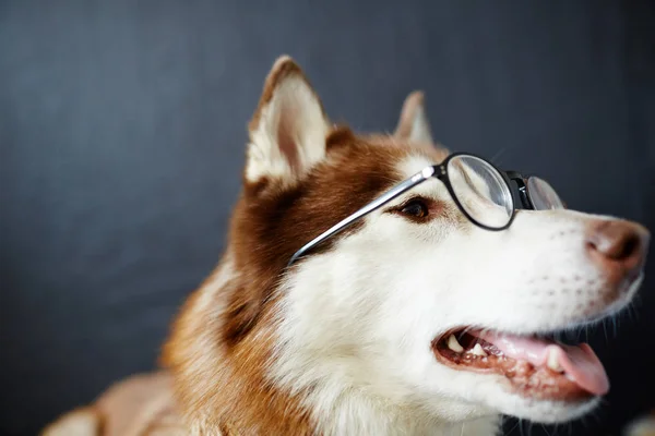 Clever Husky Dog Wearing Eyeglasses — Stock Photo, Image