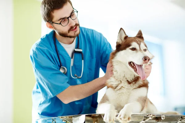 Νέος Κτηνίατρος Αγκαλιά Του Ασθενή Πριν Από Την Εξέταση — Φωτογραφία Αρχείου