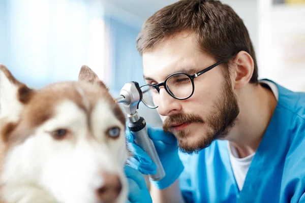 Mladý Veterinář Kontrolovat Uši Pacienta Speciálním Nástrojem — Stock fotografie