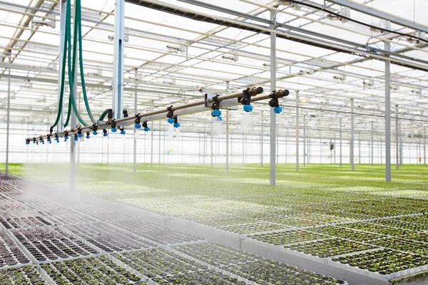 Interior Modern Hothouse Advanced System Irrigation Plant Care — Stock Photo, Image