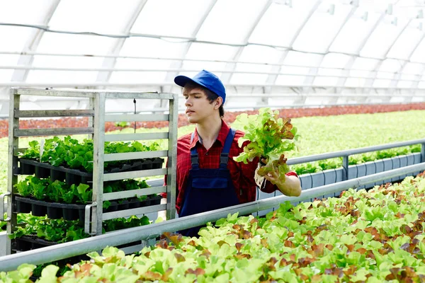 Owner Greenhouse Working Lettuce Seedlings — Stock Photo, Image