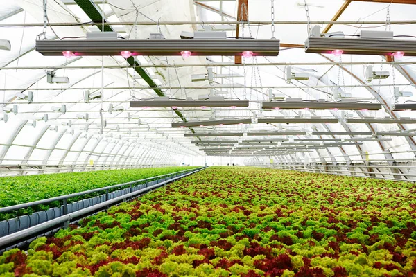 Vários Tipos Alface Multi Color Crescendo Plantações Dentro Hothouse — Fotografia de Stock