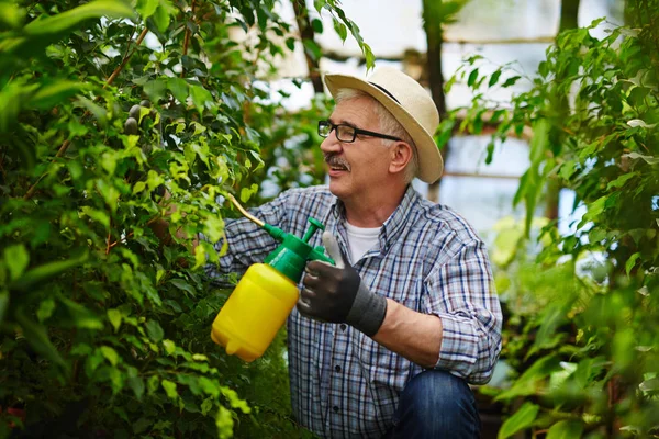 シニアの庭師 温室内の植物の操作を楽しむ麦わら帽子を身に着けているスプレー缶から木および低木の化学物質での治療の側面ビュー肖像画 — ストック写真