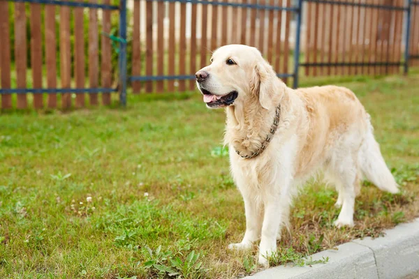 かわいいラブラドール犬立っているフェンスで緑の芝生の上 — ストック写真