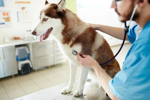 Клиницист Стетоскопом Оказывающий Медицинскую Помощь Собаке — стоковое фото