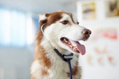 Stetoskop ile şirin Sibirya husky köpek