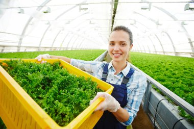 Genç sera işçi ile pazar yeri için hazırlanıyor marul hasat aldı