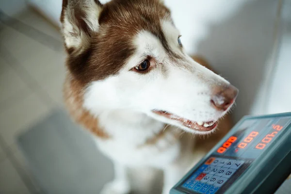 Husky Cão Escala Eletrônica — Fotografia de Stock