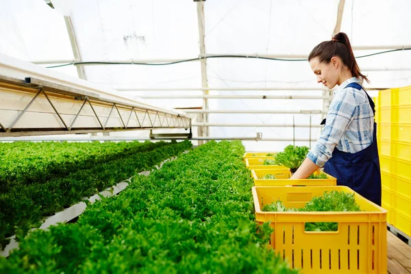 Junge Selektionistin Füllt Frischen Salat Plastikboxen Ihn Auf Den Markt — Stockfoto