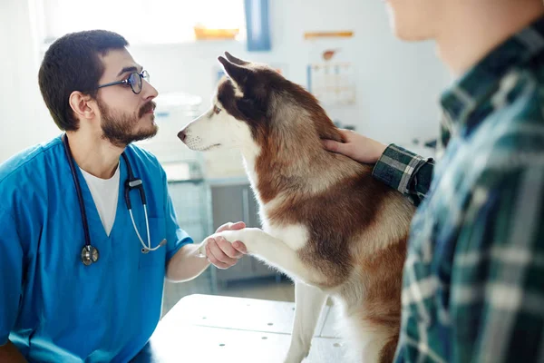 Doctor Shaking Paw His Cute Patient — Stock Photo, Image