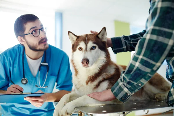 Vet Uniform Making Prescriptions Husky Dog Talking Its Owner — Stock Photo, Image