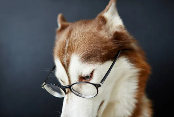 Gözlük Izolasyon Akıllı Köpek — Stok fotoğraf