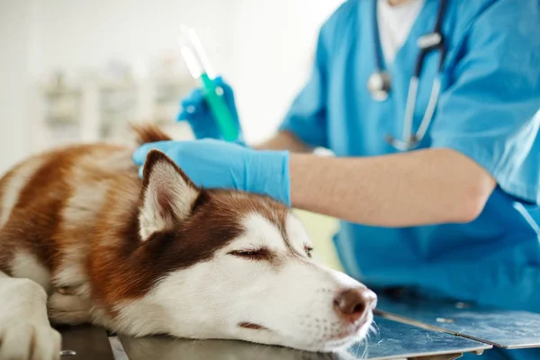 Perro Enfermo Durante Procedimiento Inyección — Foto de Stock