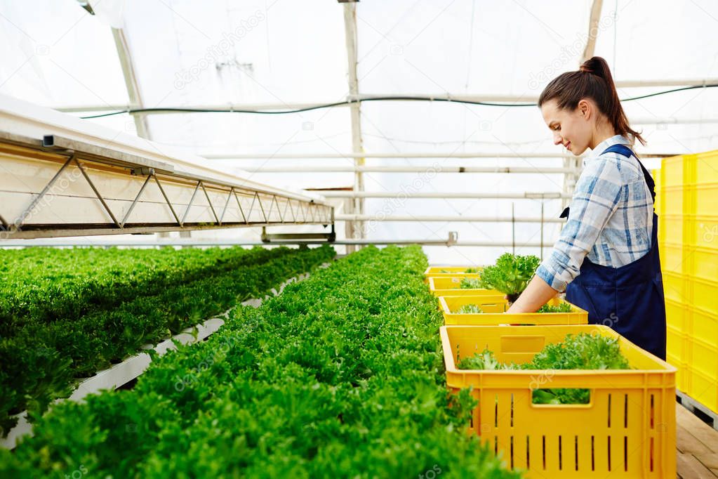 Young selectionist putting fresh lettuce into plastic boxes for selling on market