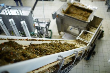 Petrol ve balık fabrika üretim hattında devam baharatlar ile terbiyeli taze deniz yosunu salata