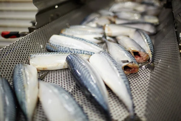 Färsk Makrill Speciella Slipa Vidare Producerar Linje För Vidare Bearbetning — Stockfoto