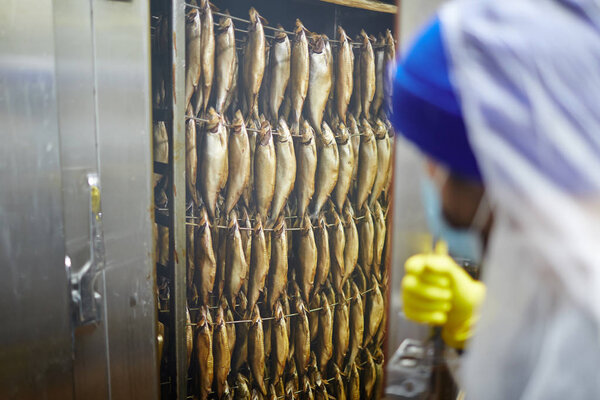 Several rows of anchovy or herrings being smoked in special camera