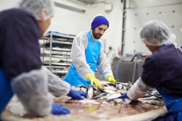 Група Працівників Переробки Морепродуктів Працюють Свіжими Сардини Рослинах — стокове фото