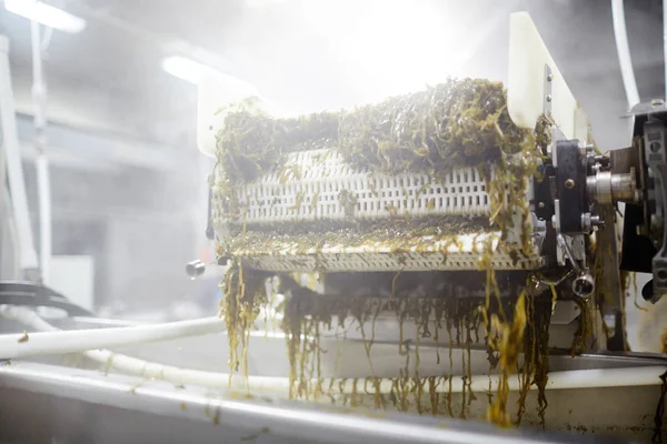 Endüstriyel Makine Içine Konserve Balık Fabrikası Sıralamadan Önce Yosun Salata — Stok fotoğraf