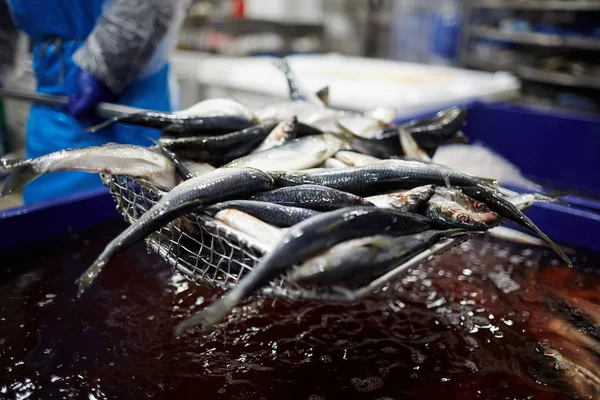 Sardinas Frescas Que Sacan Del Agua Para Procesamiento Posterior Enlatado —  Fotos de Stock