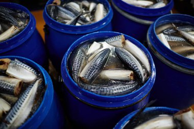 Mavi plastik kovalar ambalajlanacak hazır mackerels korunmuş