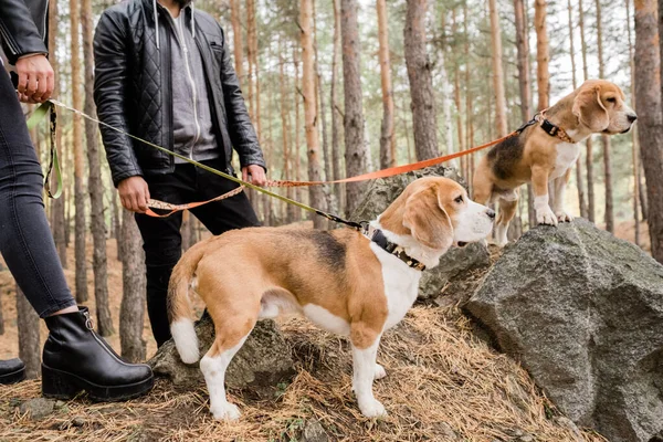 Zwei Niedliche Beagle Welpen Mit Handgefertigten Halsbändern Und Leinen Die — Stockfoto